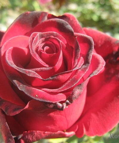 Роза чайно гибридная гранд аморе фото