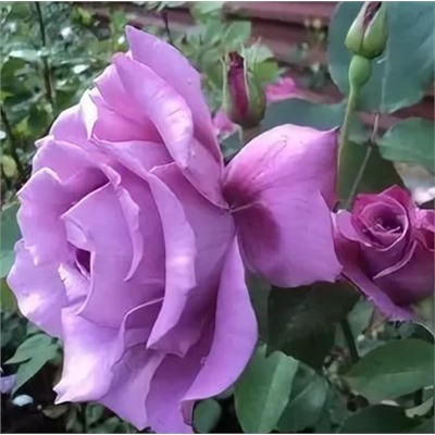 Роза флорибунда дойче велле фото