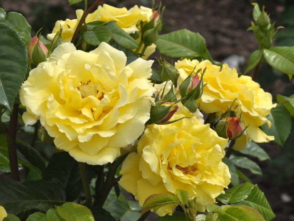 Роза парковая лихткенигин лючия фото и описание